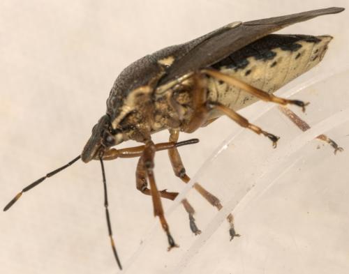 Pinthaeus sanguinipes